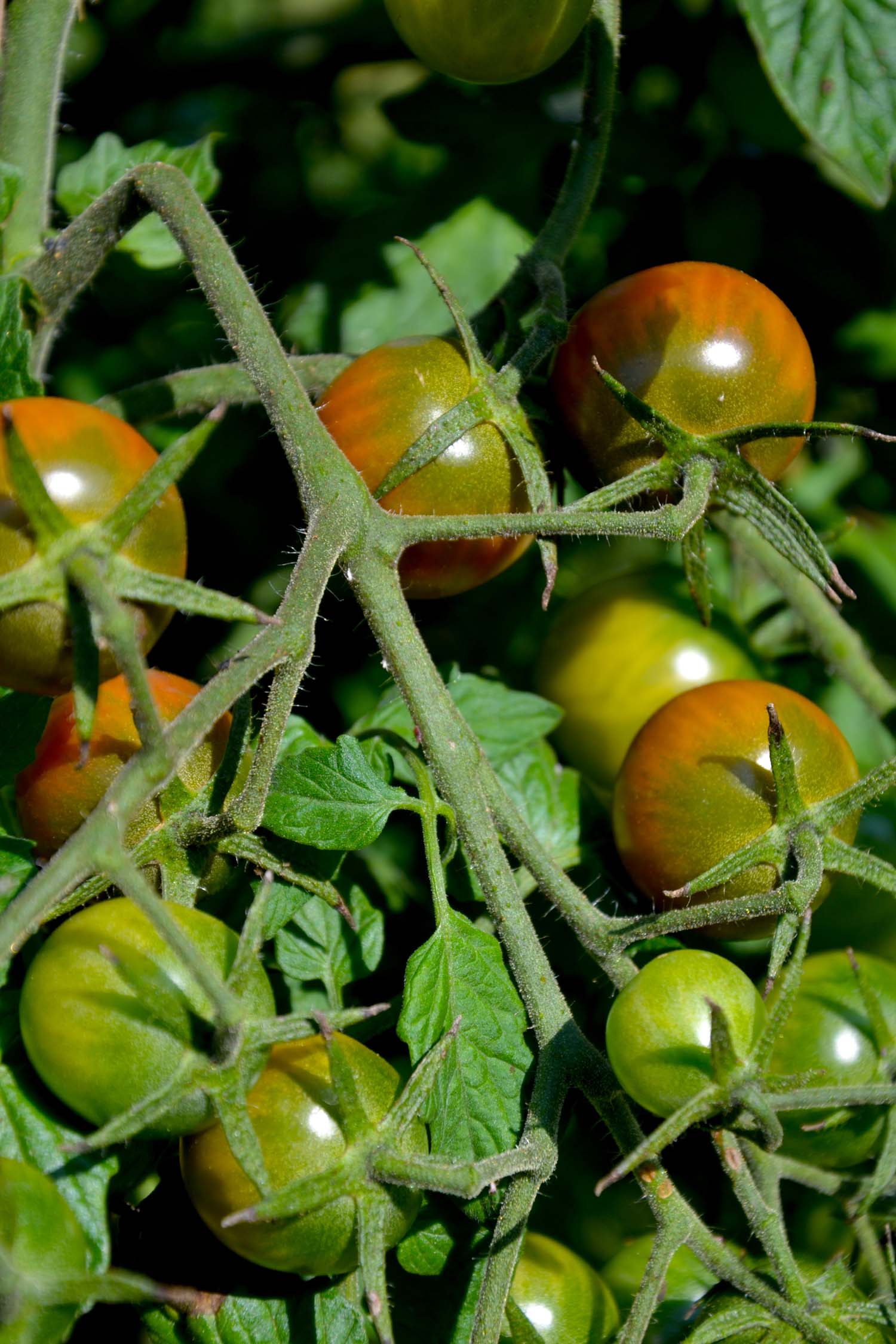 Les tomates cerises